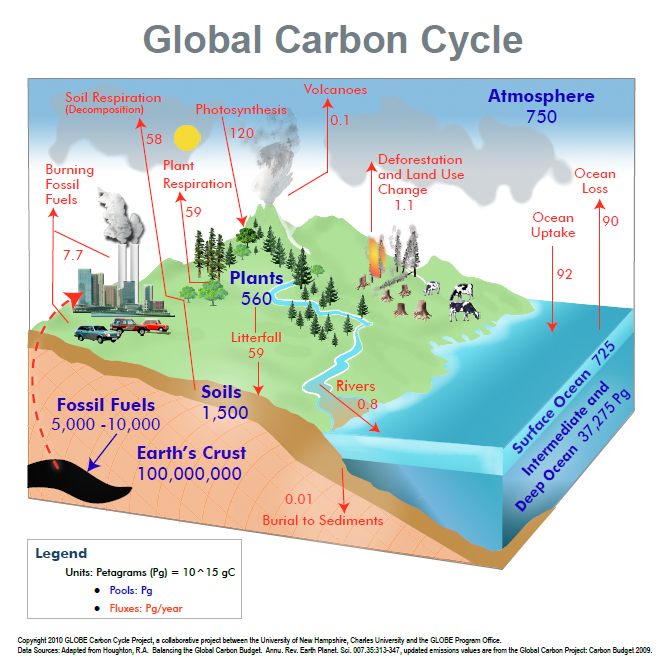 Carbon Cycle Diagram