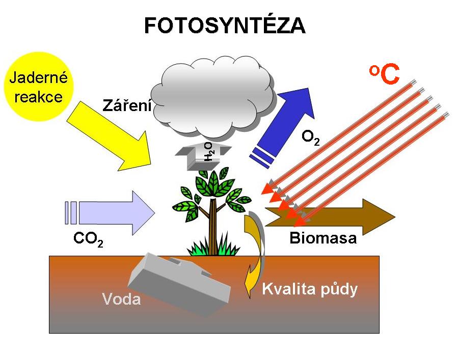 Fotosyntza