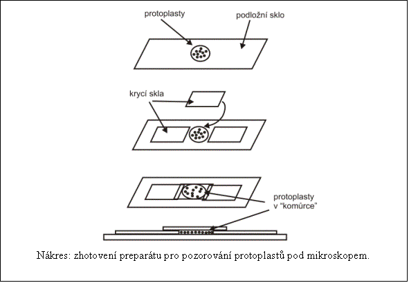 Textové pole:    Nákres: zhotovení preparátu pro pozorování protoplastů pod mikroskopem.  